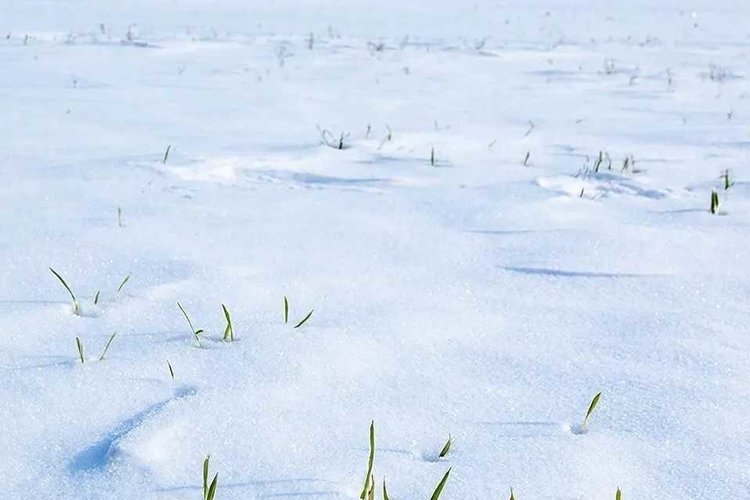 Для озимых в Ростовской области зимовка 2026 более благоприятна по сравнению с прошлогодней  - фото