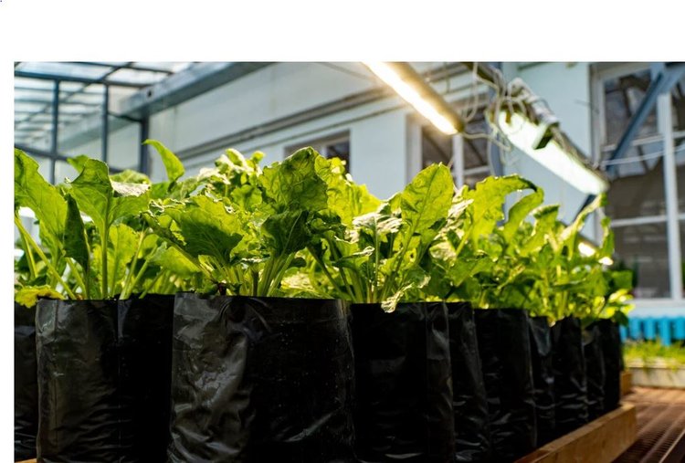 Работа по созданию сортов свеклы с множественной устойчивостью идет в Курском ГАУ - фото