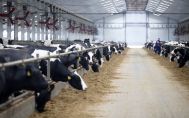 Сколько молока давала липецкая корова в расцвете СССР и сколько дает сейчас - фото