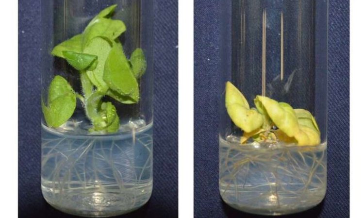 Генетическая подтасовка: как некоторые гибриды растений преодолевают трудности, удаляя летальные гены - фото