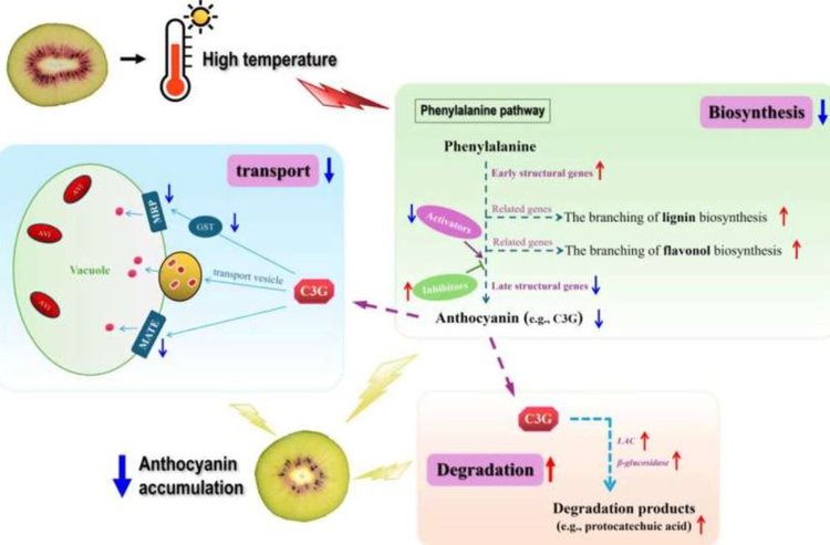 Молодильные свойства красного киви теряются с глобальным потеплением - фото