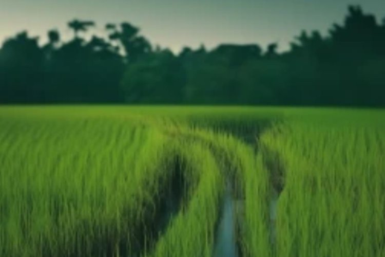 Железный токсикоз риса стал камнем преткновения в селекции улучшенных по этому элементу сортов - фото