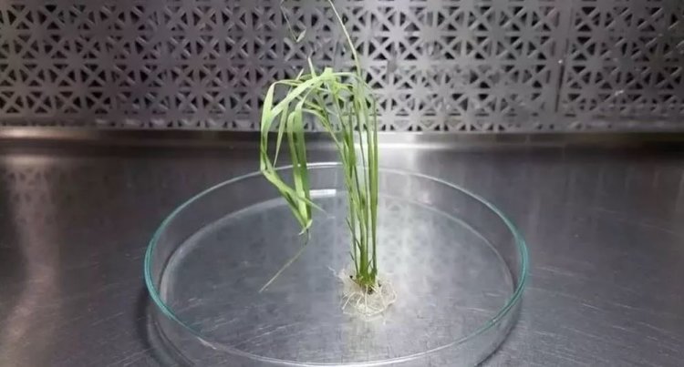 Генетическое редактирование риса в Аргентине добивается успехов - фото