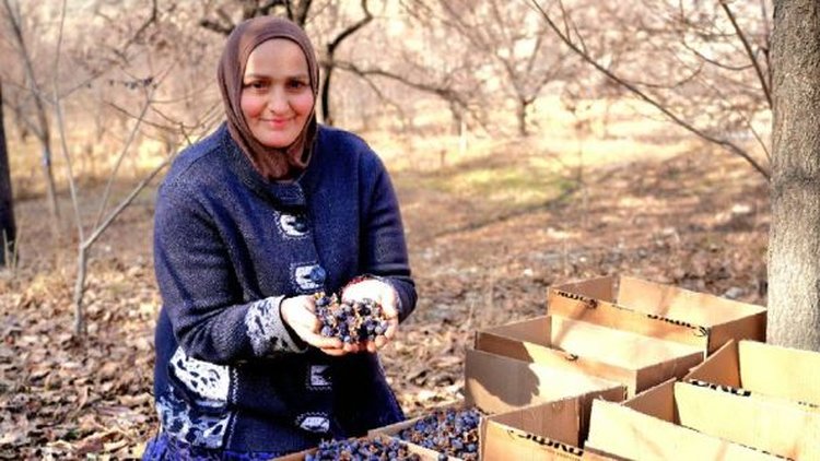 Знаете ли вы об удивительной и полезной черной хурме из Дагестана? - фото