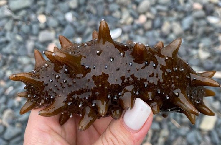 В Приморье запустили производство спортивного питания из морских организмов  - фото