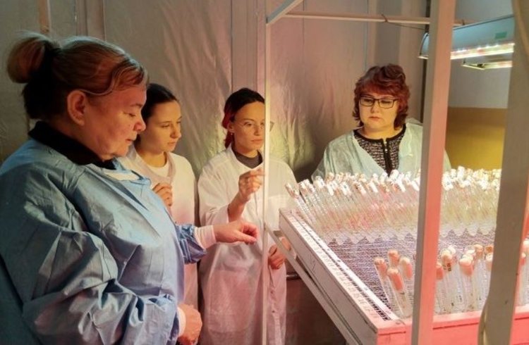 Сибирский оздоровленный Баргузин заинтересовал картофелеводов Иркутской области