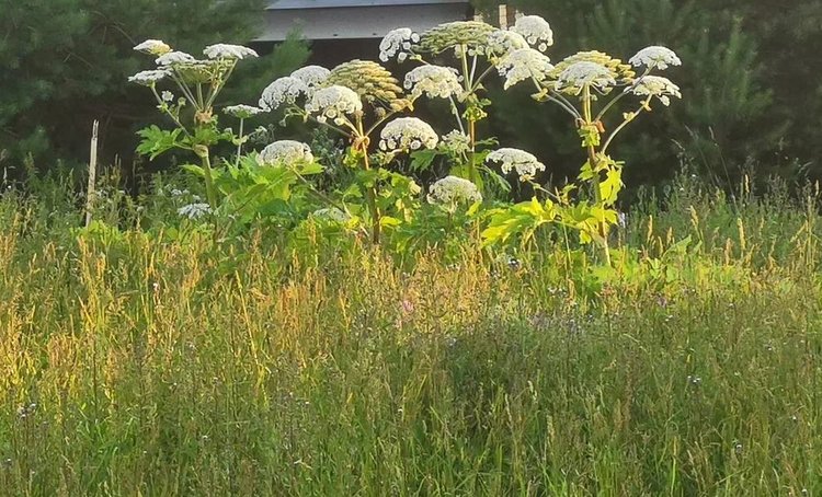 Есть ли в ДНР борщевик Сосновского, рассказали в Россельхозцентре - фото