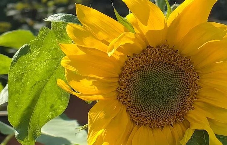 Сколько отвели под яровые 2026 в Ставропольском крае, рассказал губернатор