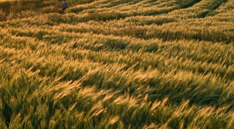 В зерновом клине яровых Приморья под урожай 2026 доминирует овес