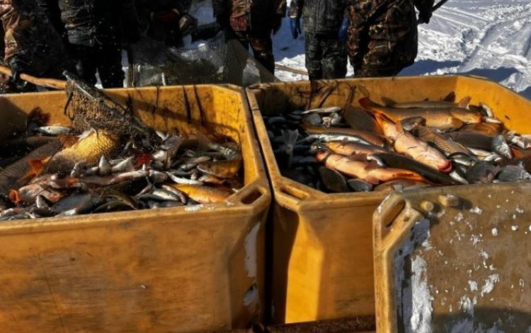 Новосибирский ротан пользуется спросом в Китае благодаря легендарной пользе для здоровья - фото