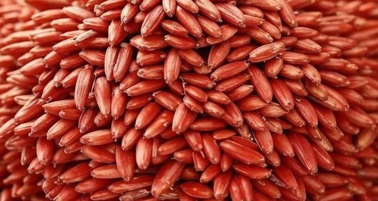 Пекин станет «столицей семян» к 2030 году - фото