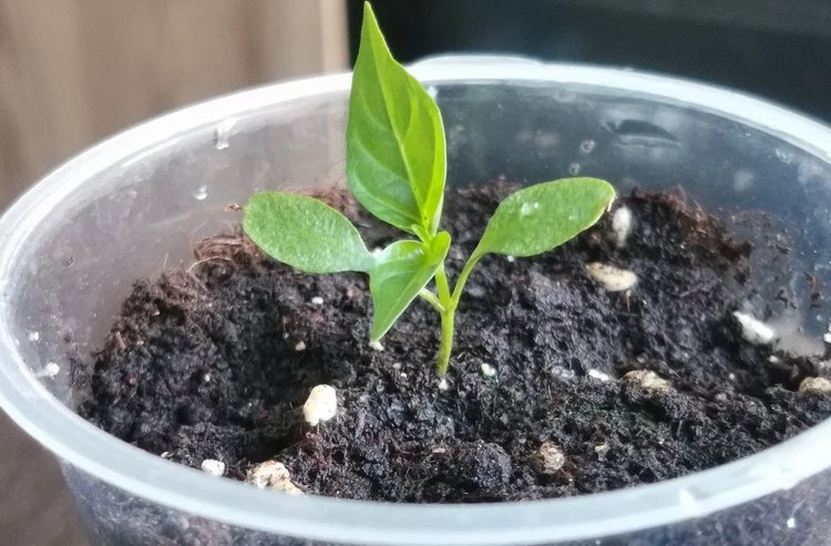 Во что сеять перцы: подробный гид - фото