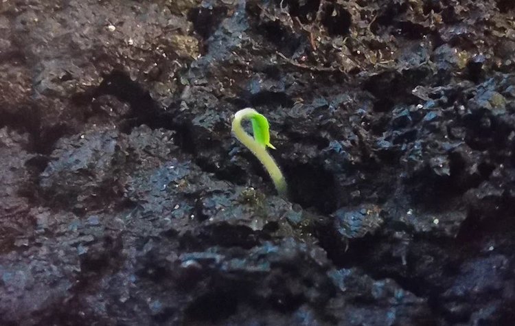 Стартовый грунт для рассады перцев готовим за 15 минут и никакой черной ножки! - фото