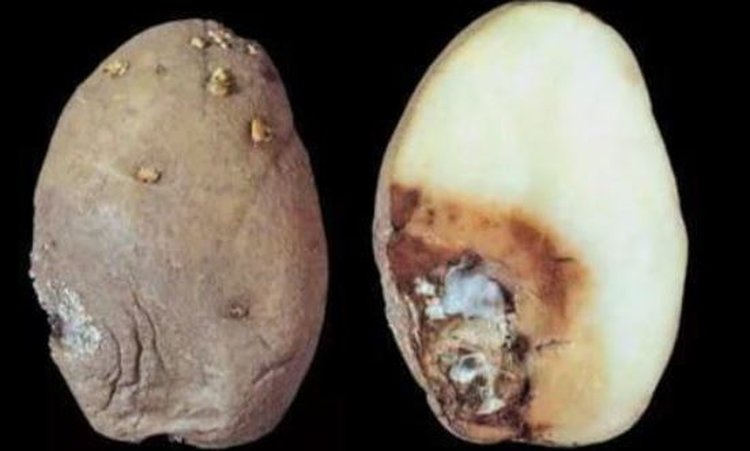 Как распознать сухую гниль картофеля на хранении - фото