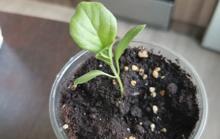 Когда сажать баклажаны на рассаду: вместе с перцами или по другому графику? - фото