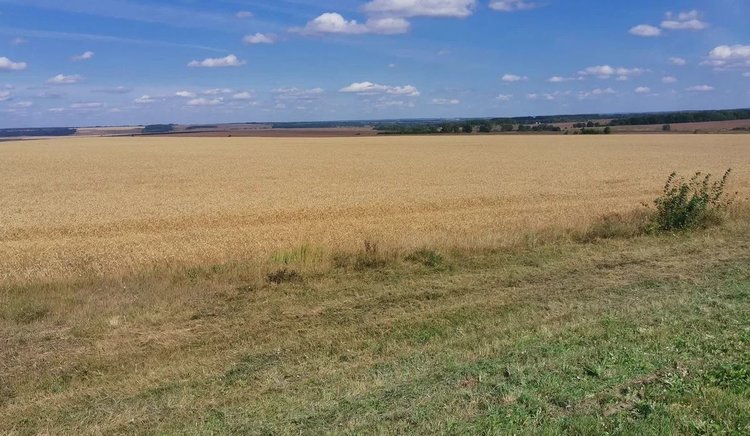 Дмитрий Патрушев назвал агрострахование среди приоритетных направлений поддержки АПК - фото