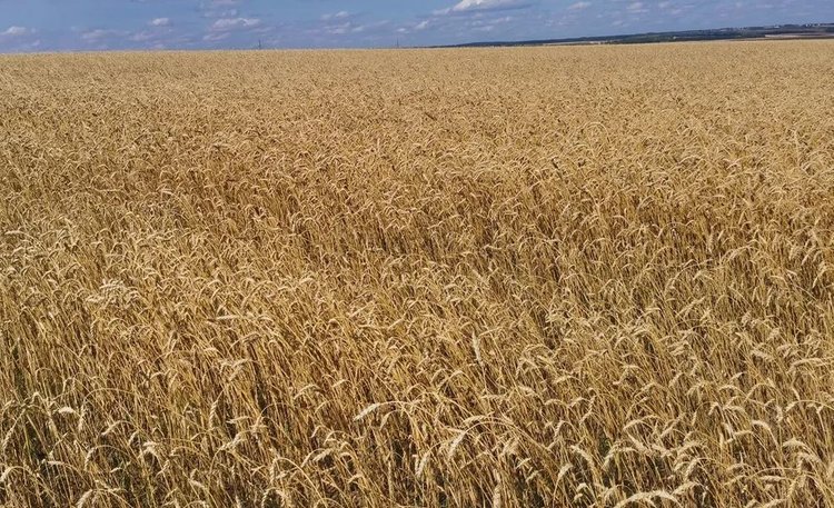 Россия активизировала экспорт зерна с начала 2026 года - фото