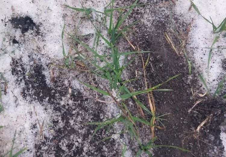 Ледяной дождь обрушился на озимые ДНР под урожай 2026 - фото