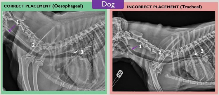 Установка зондов для кормления у кошек и собак: новое руководство - фото