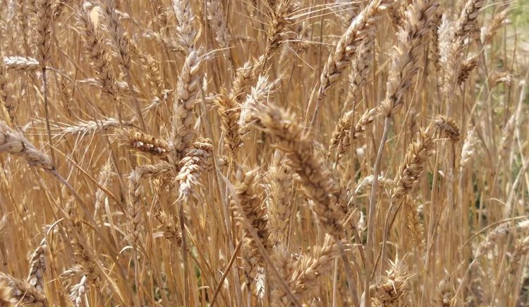 Над азольными фунгицидами сгущаются тучи здравоохранения