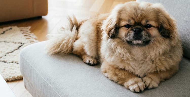 Обязательная регистрация домашних собак введена в Тамбовской области