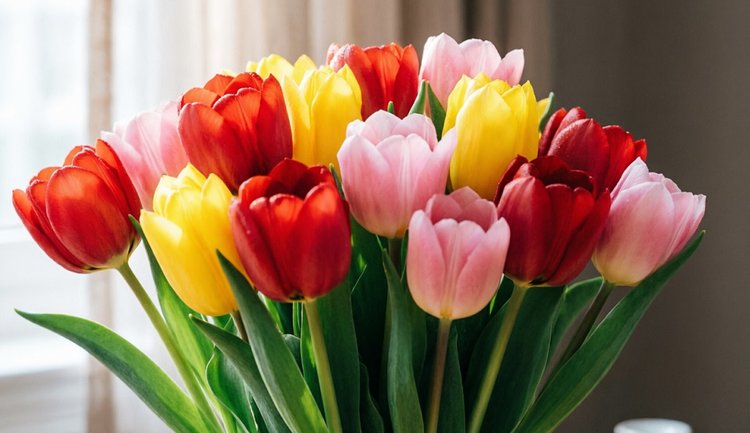 «Тюльпанный проект» в Тамбовской области готов радовать цветочным урожаем - фото