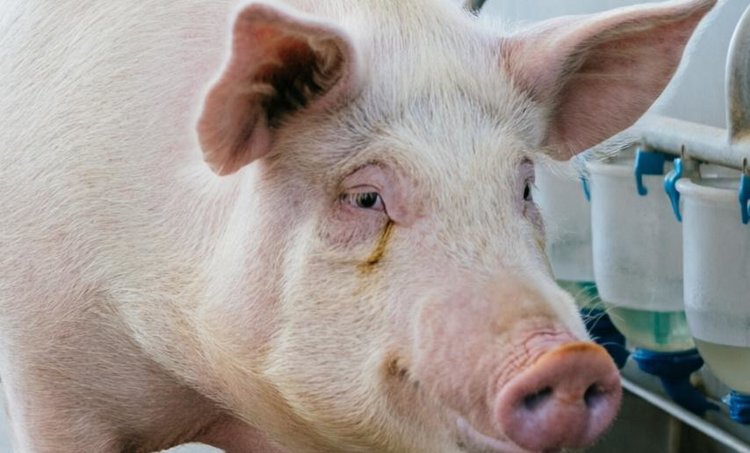 Ферментированная рисовая отрубная мука для свиней на откорме как белковая добавка