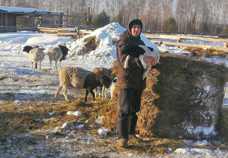К дорперам томский фермер добавит голштинок на средства гранта - фото