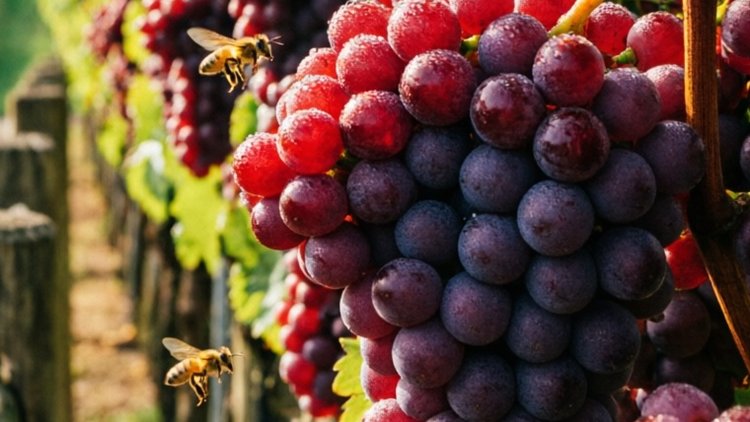 Как вирус скручивания листьев винограда 3 типа влияет на качество вина Каберне Совиньон