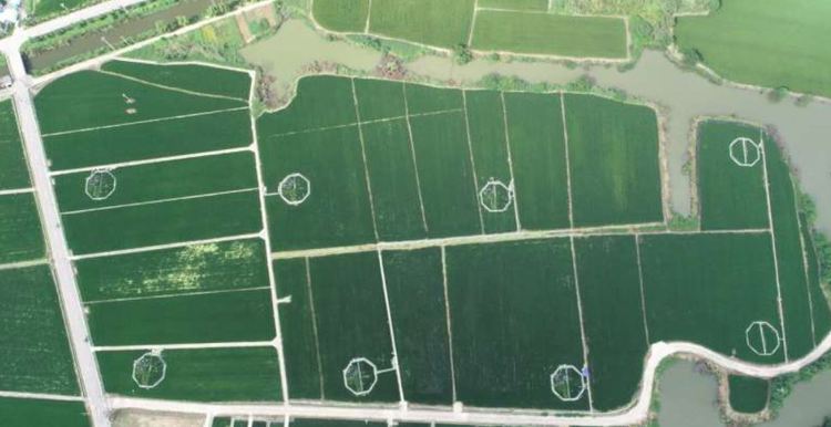 Как глобальное потепление снижает доступность фосфора в почве для сельхозкультур - фото