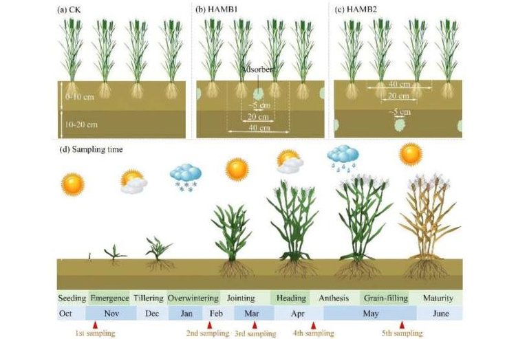 Бентонит с гуминовой кислотой как почвенная добавка для снижения потерь азота - фото