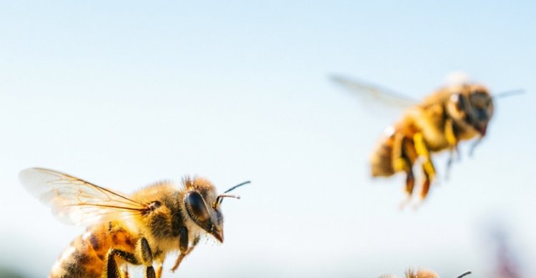 Башкортостан внесет вклад в развитие апитерапии в Узбекистане - фото