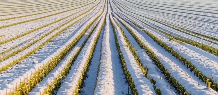 Крымские озимые под урожай 2026 сохранили потенциал для мощного весеннего старта