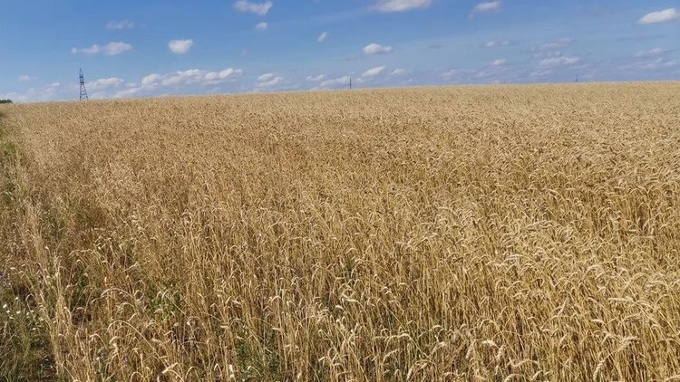 В прогнозах урожайности пшеницы климатические риски занимают важнейшее место - фото