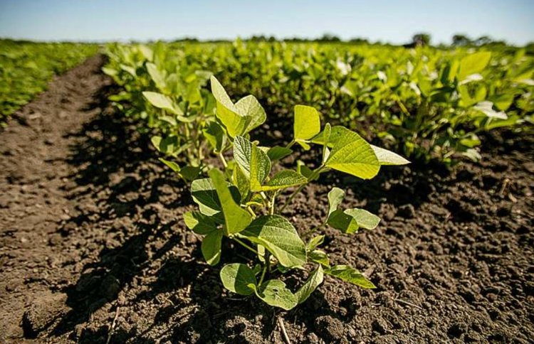 Новый метод ИИ улучшает прогнозирование национального урожая сои в Бразилии - фото