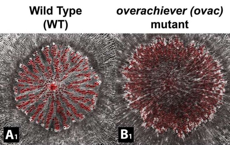 Как растения уравновешивают древесную ксилему и мясистые ткани: просто о сложном - фото