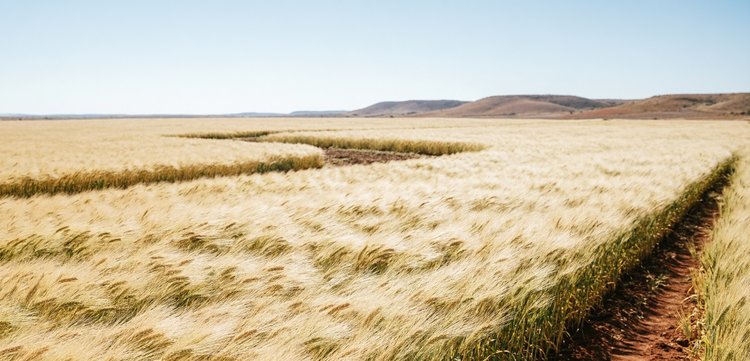 В мексиканском Гуанахуато стартовал проект по выращиванию пивоваренного ячменя с меньшим влагопотреблением - фото