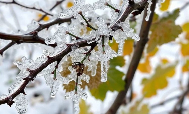 На антифриз для садовых культур разработчик привлек 1,3 млн долларов - фото