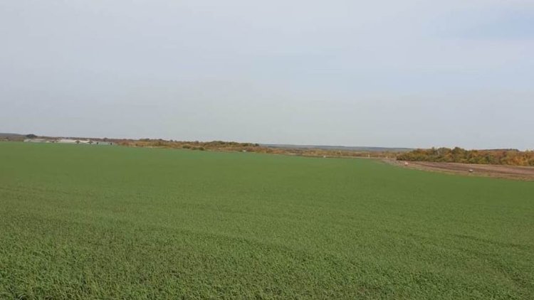 Не только озимые, но и сады Тамбовщины оценили после зимовки 2026