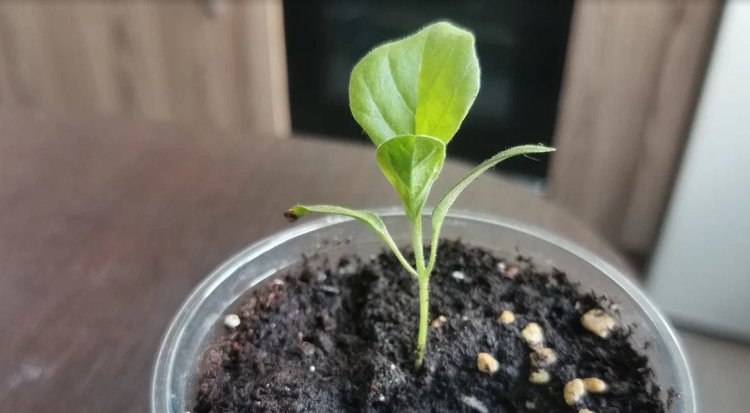 Рассада баклажанов взошла: дальнейший уход с расчетом комнатной подкормки - фото