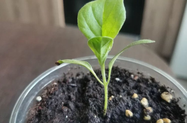 Как вырастить рассаду баклажана с крепким стеблем при помощи пальца - фото