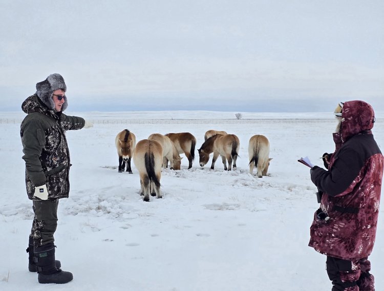 Студенты Тимирязевки исследуют уникальных лошадей Пржевальского - фото