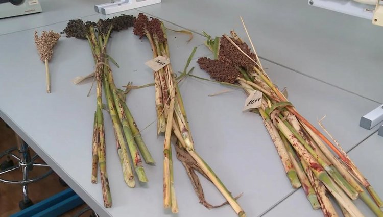 Сорго для экспорта в Танзанию проверили эксперты фитосанитарной лаборатории ФГБУ «ВНИИЗЖ» в Орле - фото