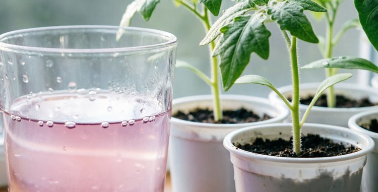 Марганцовка для рассады: друг или враг? - фото