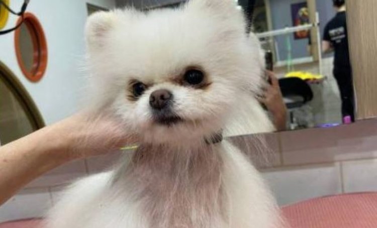 Уральский разработчик препарата против облысения собак получил статус резидента «Сколково» - фото