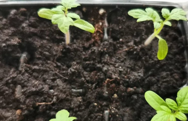 Залив рассады и реанимация за 3 дня: группы по шансам на выживание - фото