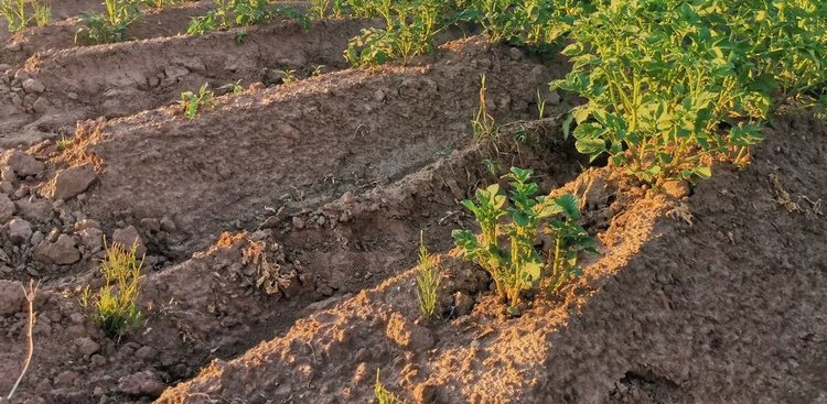 Нехимическое оружие в борьбе с сорняками на картофеле разрабатывают в Канаде - фото