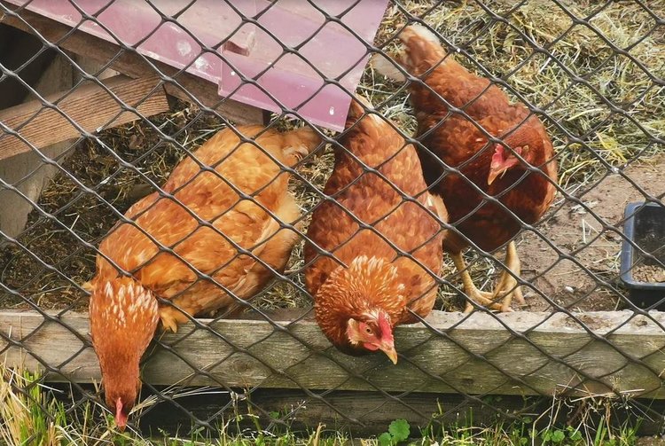 Из чего и как сделать гнездо курам с расчетом на 3 посадочных места - фото