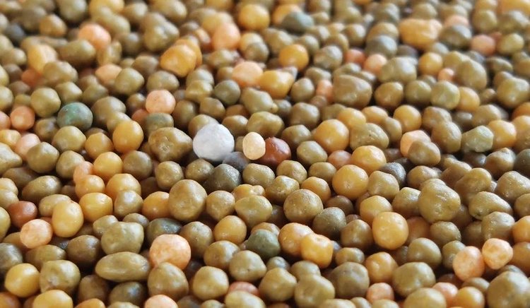 Новые удобрения для повышения урожайности сельхозкультур будет активно внедрять Новосибирская область - фото