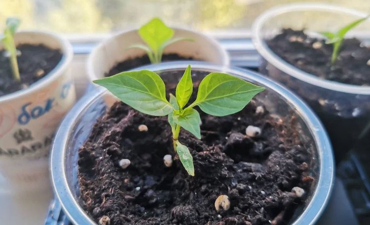 Можно ли замачивать семена перца в кипятке для лучшей всхожести